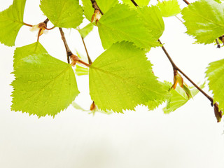 Birch tree leaves
