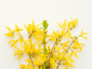 Forsythia on white