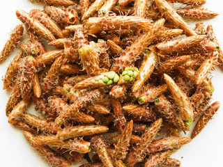 Pine cones on white