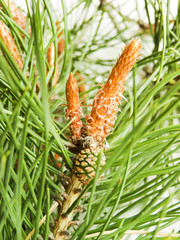 Pine cones on white