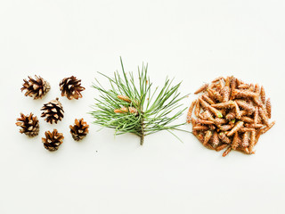 Pine cones on white