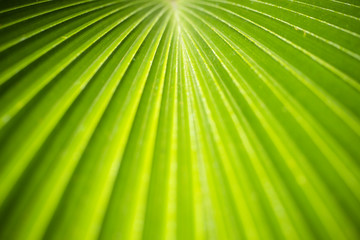 Obraz premium leaf of palm tree