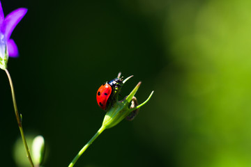 Lady Bird