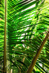 Obraz na płótnie Canvas Palm leave branch from Indoneisa