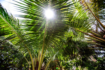 Fototapeta na wymiar Palm leave branch from Indoneisa