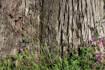 Close up Tree bark texture colorful of natural with wild flowers and sunlight during summer time