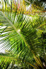 Palm leave branch from Indoneisa