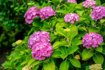 アジサイの花
