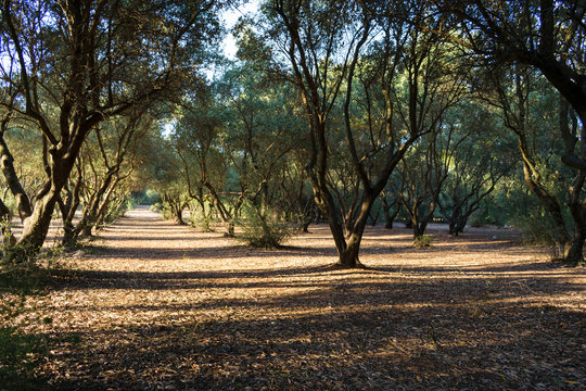 Sygrou estate nature at Marousi, Athens