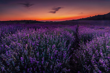 Obraz premium Lavender field at sunset