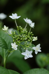 白い額紫陽花のクローズアップ