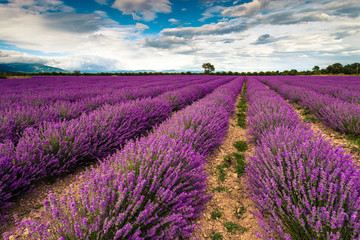 Fototapeta na wymiar Perfect lavender field
