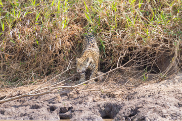 Jaguar from Pantanal, Brazil
