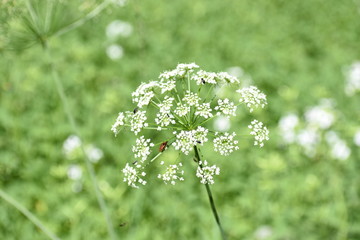Obraz premium Glade of different flowers and grass, ears of grass are many greens, wildlife in the forest