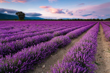 Fototapeta na wymiar Splendid lavender field