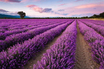 Fototapeta na wymiar Splendid lavender field