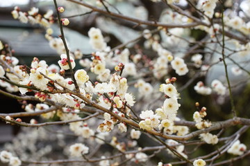 北野天満宮の白梅