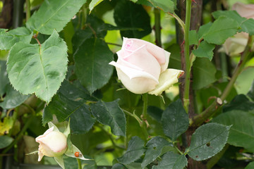 Weiße Rosenblüte mit roseverlauf