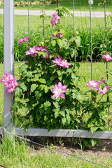Fototapeta na wymiar Liana flowers. Pink clematis. Popular in landscape design, climbing, creeping plant.