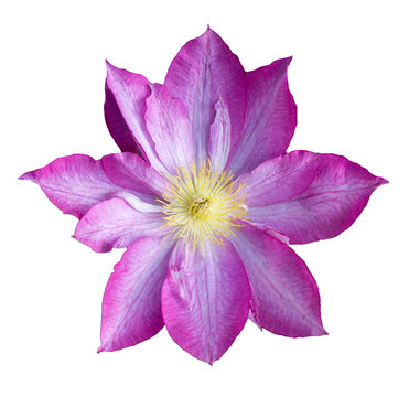 Liana flowers. Pink clematis isolated on white background