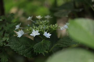 雨に濡れた額紫陽花