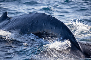 Fototapeta premium ザトウクジラ 小笠原