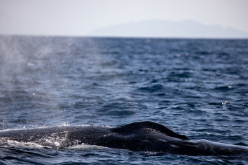 Fototapeta premium ザトウクジラ 小笠原