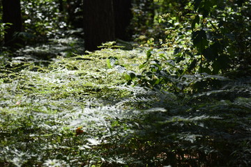 Natural Forest of Spruce Trees, Sunbeams through Fog create mystic Atmosphere