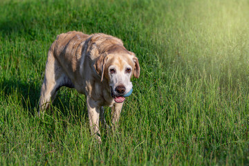 Labrador Senior Dog Lady!