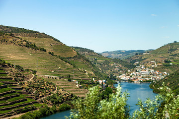 Vignes dans la vallée du Douro au Portugal
