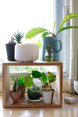 wood block shelf for pot plants
