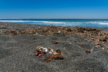 Fototapeta na wymiar 海岸に漂着したゴミ