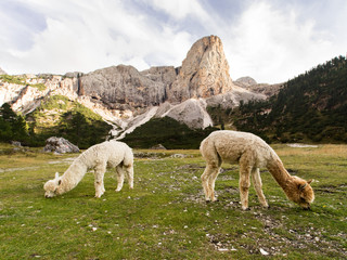 Two lamas grazing in an high altitude meadow. - 273316029
