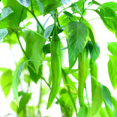 Obraz premium Growing chili pepper, foliage and pod close-up