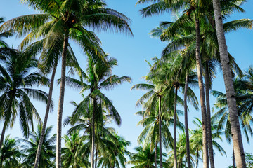 Obraz premium branches of coconut palms under blue sky. summer time