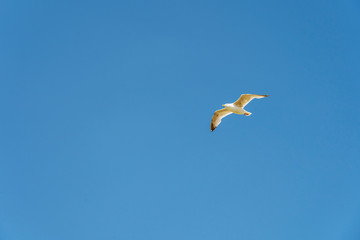 Sylt - Close-Up to Seagull at Beach at Wenningstedt / Germany