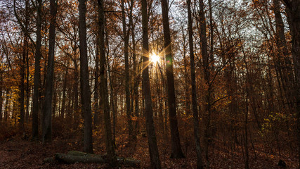 Dark orange forest in autumn with sun star