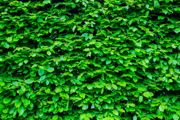 Green bright bush shrub leaves texture. Front view of the bush. Bright green texture