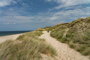 Fototapeta na wymiar Sylt - View to Grass Dunes at Kampen Cliff / Germany