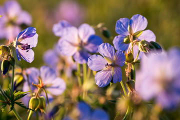 Wiesen-Storchschnabel (Geranium pratense) Blüte / meadow crane's-bill