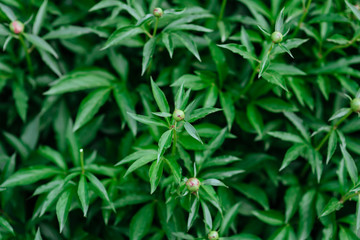 A Fire Ant crawling on a flower bud of a pink Peony, in the spring