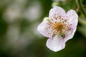 Brombeerblüte Brombeere Blüte