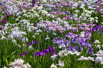 Naklejka premium 菖蒲 堀切菖蒲園 東京都葛飾区