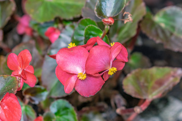 flores rojas