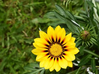 Beautiful gazania flower (Gazania rigens) of bright yellow color