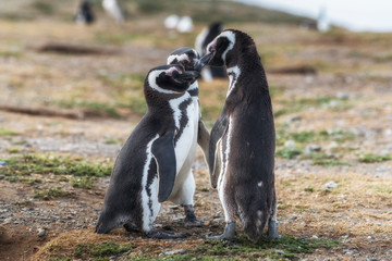 Obraz premium Magellanic penguins, Magdalena island in Patagonia, Chile, South America