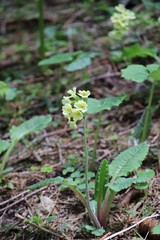 Yellow flowers in the forrest