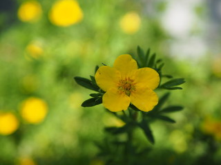 Yellow flower on background of green grass