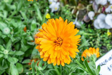 flor naranja