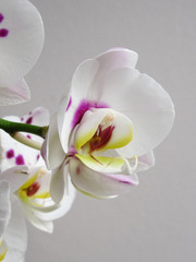 Close up of a  White Moth Orchid Phalaenopsis Isolated on a white background